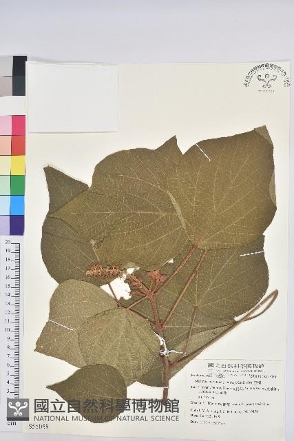 野桐藏品圖，第1張