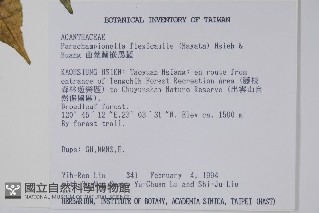 曲莖馬藍藏品圖，第2張