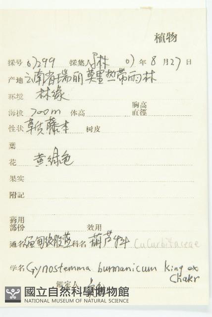 緬甸絞股藍藏品圖，第2張