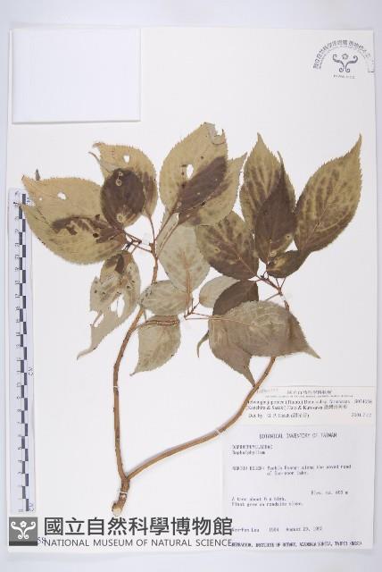 臺灣青莢葉藏品圖，第1張