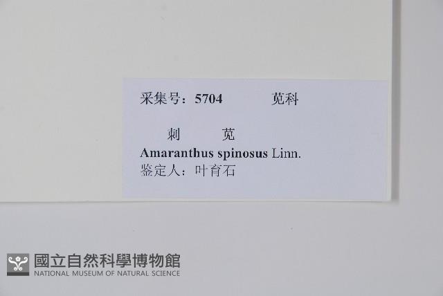 刺莧藏品圖，第2張