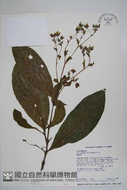 假酸漿藏品圖，第1張