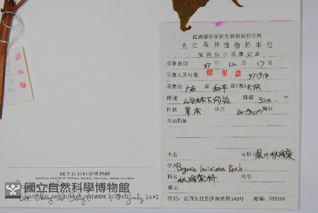 葡萄秋海棠藏品圖，第2張