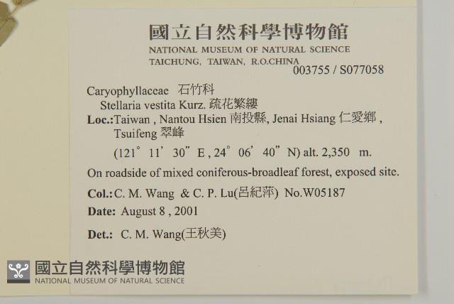 疏花繁縷藏品圖，第2張