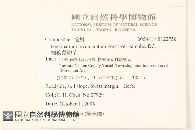 細葉鼠麴草藏品圖，第2張