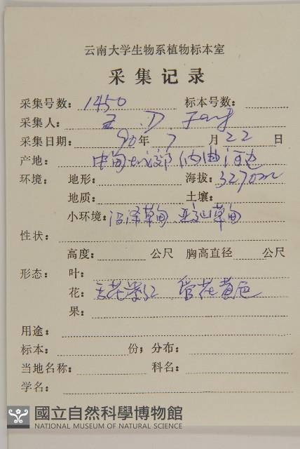 短莖紫菀藏品圖，第2張