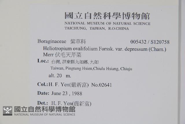 伏毛天芹菜藏品圖，第2張