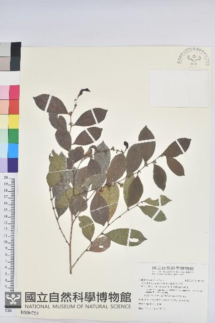 毛蕊花藏品圖，第2張