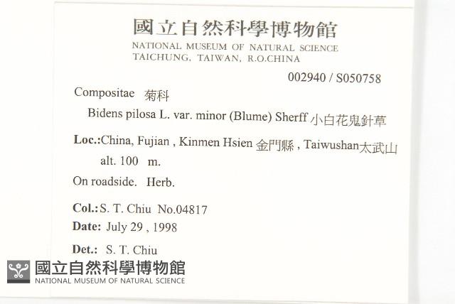 小白花鬼針藏品圖，第2張