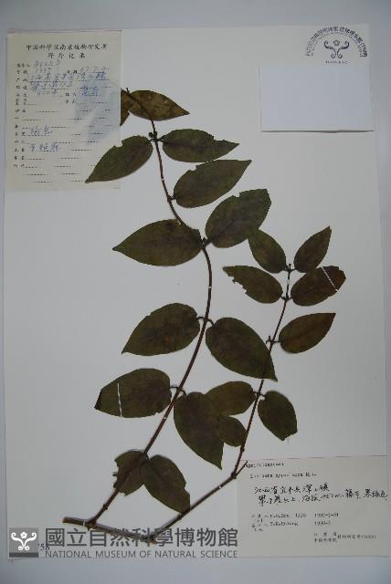 裡白忍冬、紅腺忍冬藏品圖，第1張