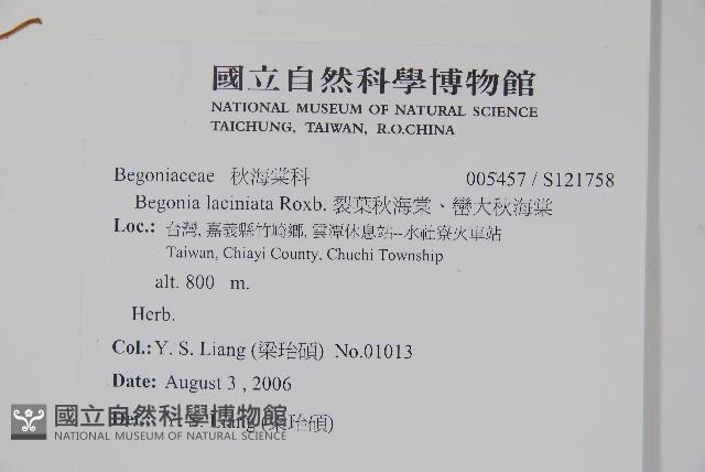 裂葉秋海棠、巒大秋海棠藏品圖，第2張