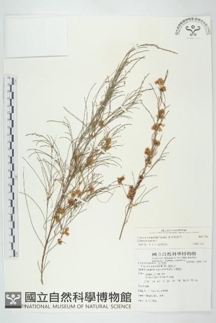 平原菟絲子藏品圖，第1張