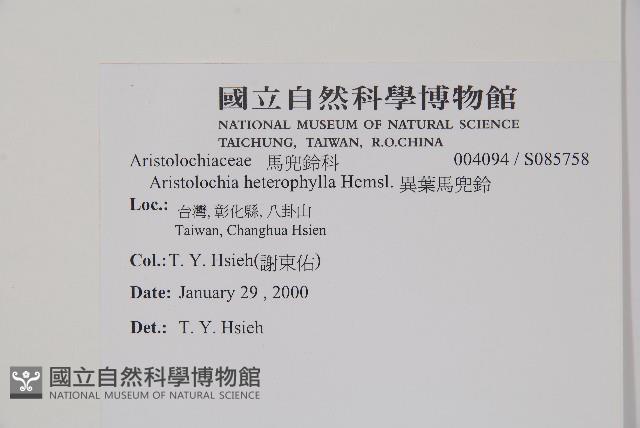 異葉馬兜鈴藏品圖，第2張