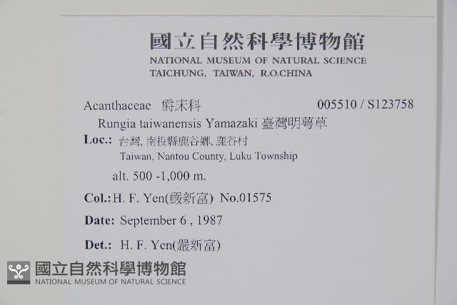 臺灣明萼草藏品圖，第2張