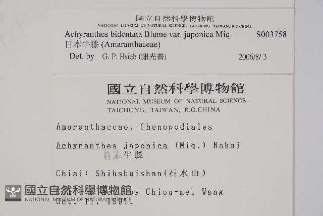 日本牛膝藏品圖，第2張