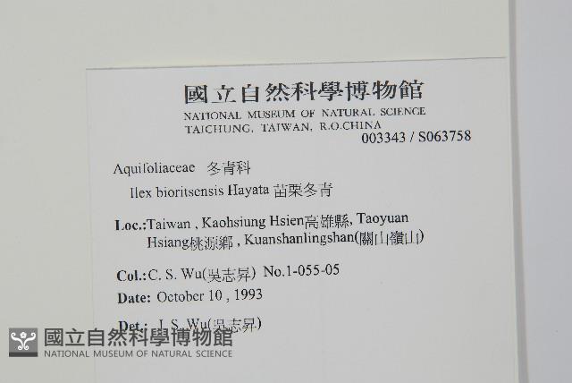 苗栗冬青藏品圖，第2張