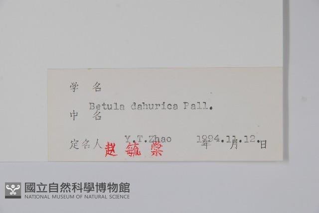 黑樺藏品圖，第2張