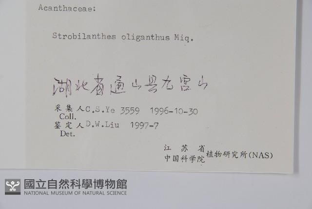 少花馬藍藏品圖，第2張