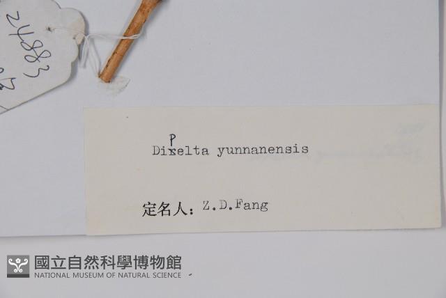 雲南雙盾木藏品圖，第2張