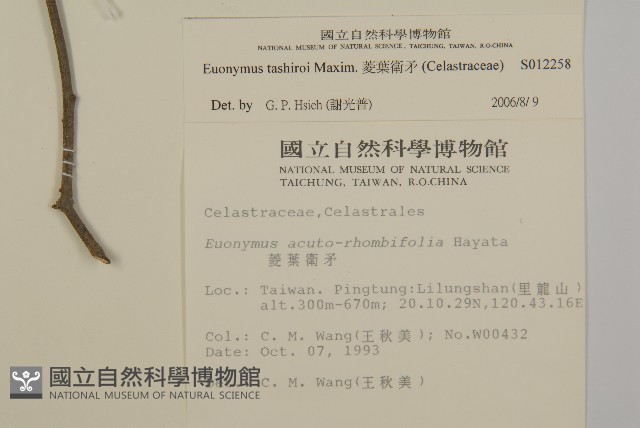 菱葉衛矛藏品圖，第2張