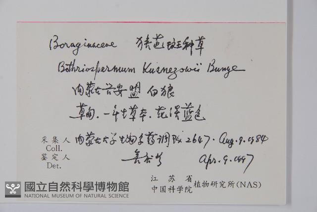 狹苞斑種草藏品圖，第2張