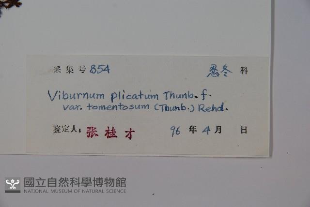 蝴蝶莢迷藏品圖，第2張