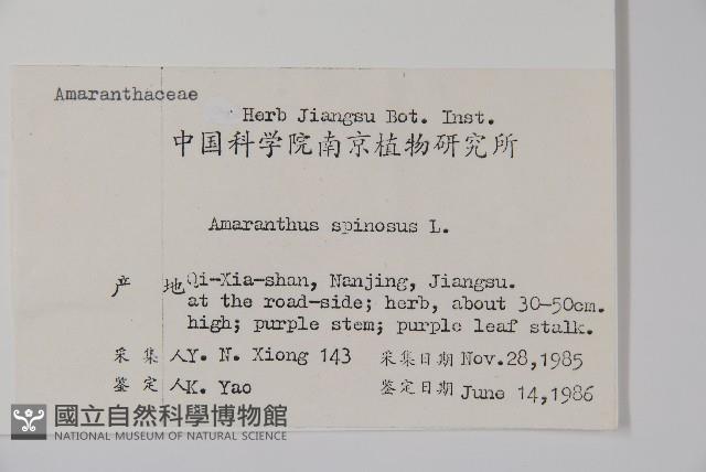 刺莧藏品圖，第2張