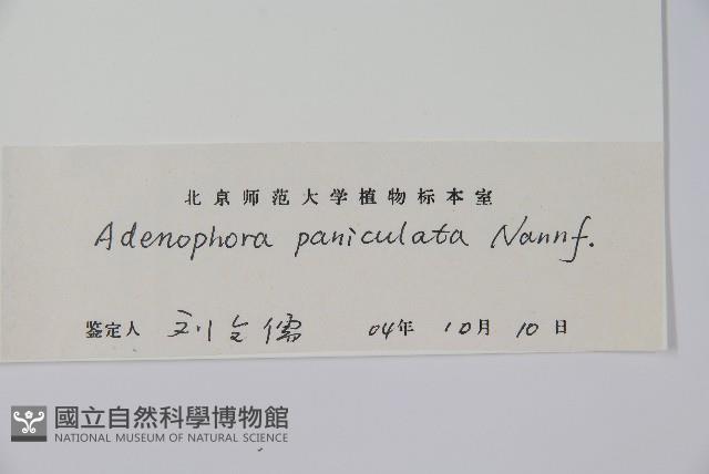 紫沙參藏品圖，第2張