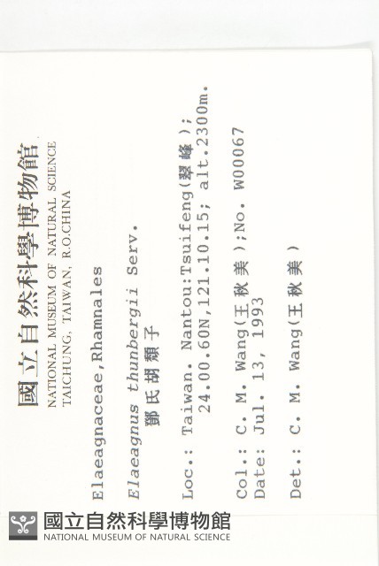 鄧氏胡頹子藏品圖，第2張