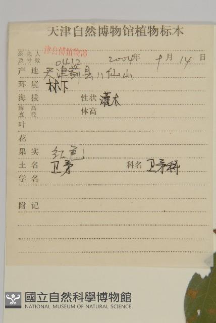 衛矛藏品圖，第2張