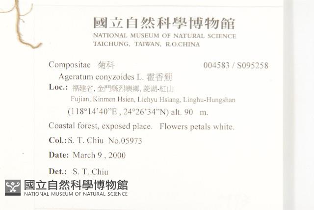 霍香薊藏品圖，第2張