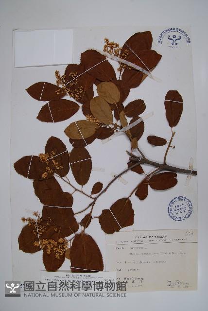 厚殼樹藏品圖，第1張