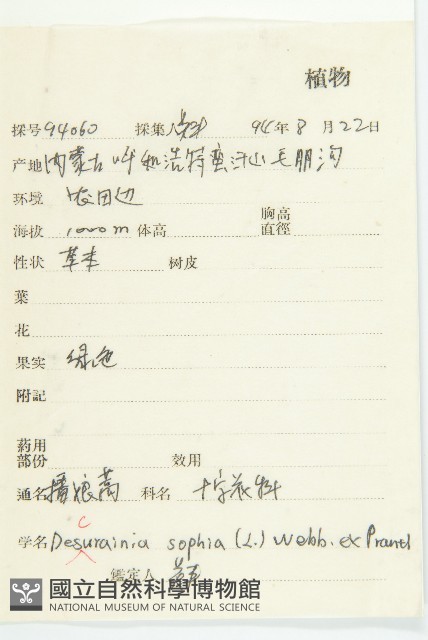 播娘蒿藏品圖，第2張