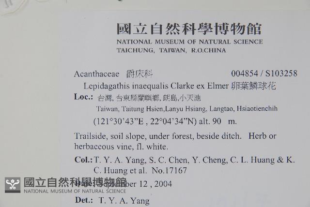 卵葉鱗球花藏品圖，第2張