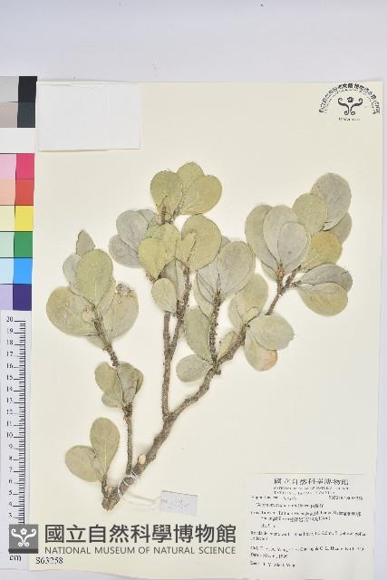 白樹仔藏品圖，第4張