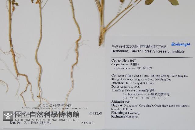 向天黃藏品圖，第2張