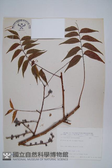 黃連木、爛心木藏品圖，第1張