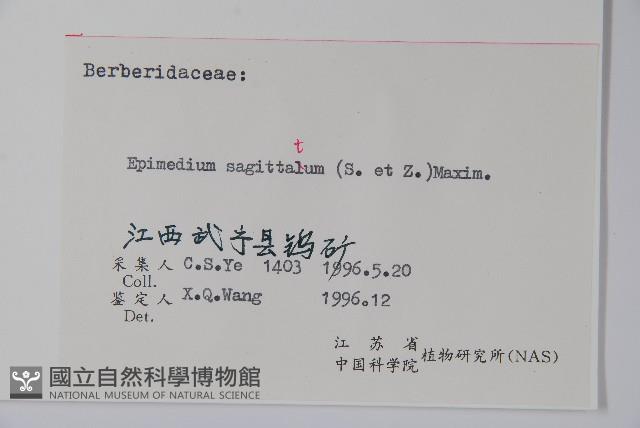 光葉淫羊藿藏品圖，第2張