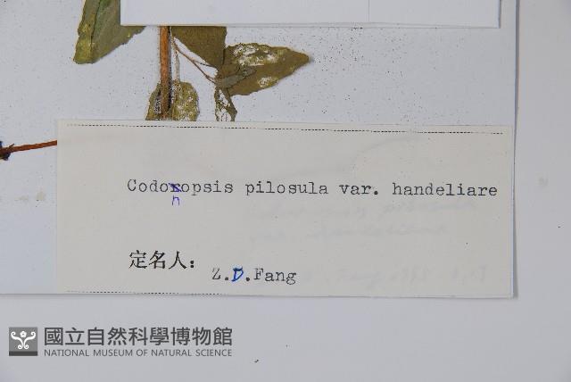 閃毛黨參藏品圖，第2張