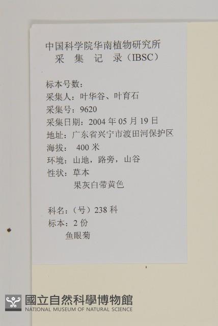 茯苓菜藏品圖，第2張