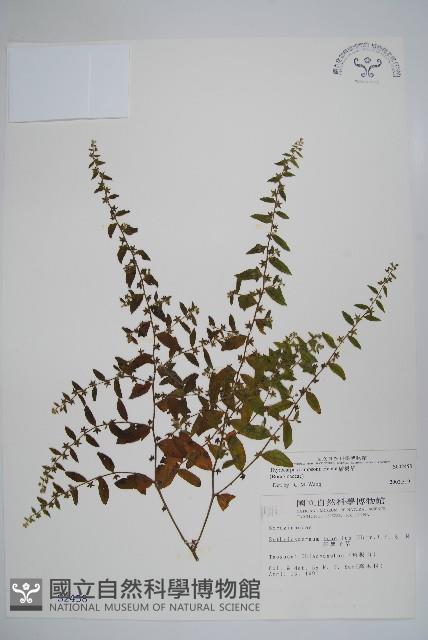 盾果草藏品圖，第1張