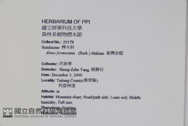 臺灣赤楊、臺灣榿木藏品圖，第2張