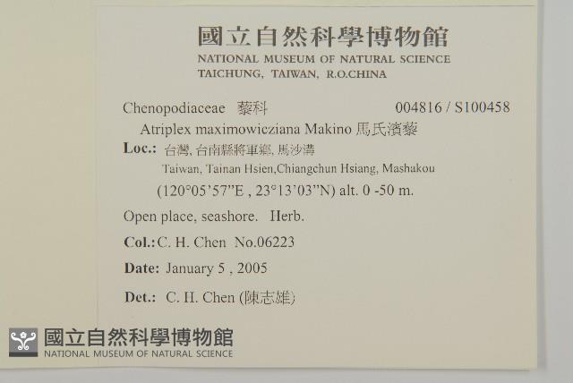 馬氏濱藜藏品圖，第2張