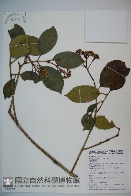 珊瑚樹藏品圖，第1張