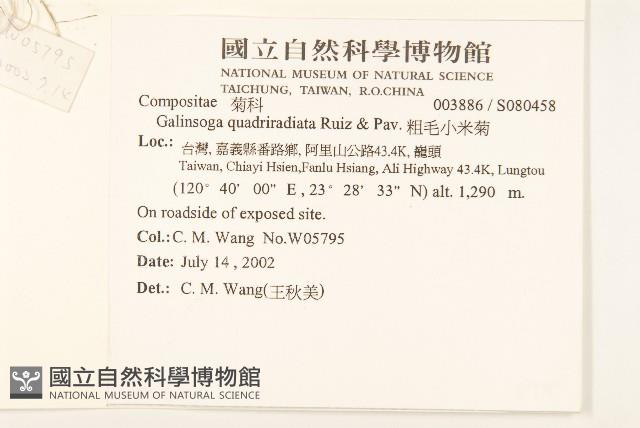 粗毛小米菊藏品圖，第2張