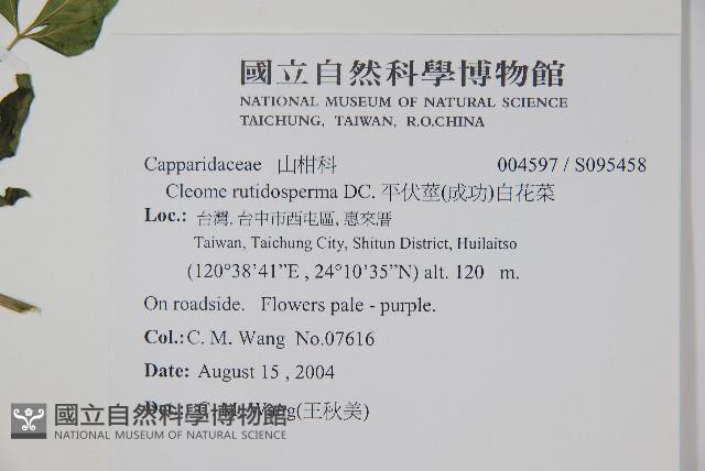 平伏莖白花菜、成功白花菜藏品圖，第2張