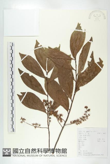 杜英、山杜英、蘭嶼杜英藏品圖，第1張