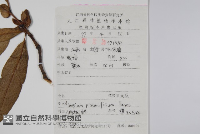 八角楓、瓜木藏品圖，第2張