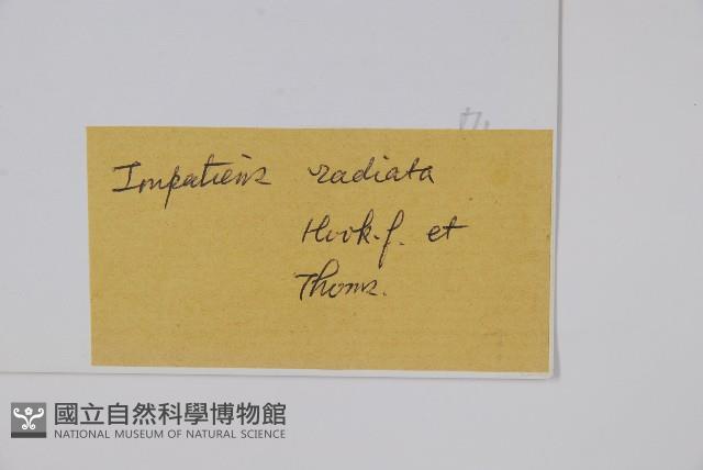 輻射鳳仙花藏品圖，第2張