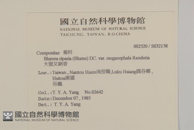 大頭艾納香藏品圖，第2張